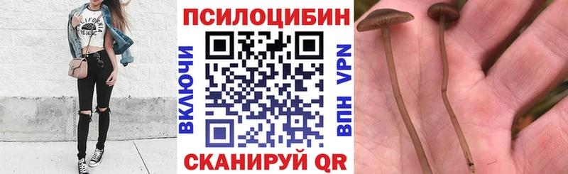 купить наркоту  Калтан  Галлюциногенные грибы Cubensis 